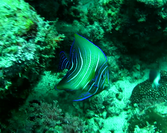 Pomacanthus chrysurus .jpg -